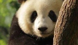 大熊猫爆料奶茶视频大全,萌宠界的甜蜜诱惑